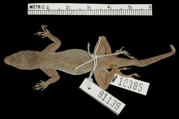 Media type: image; Herpetology R-81139
